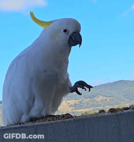 White Parrot With Yellow Beak On Ledge With Mountains GIF