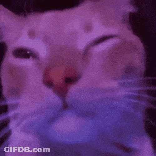 White Party Cat Dance Move GIF