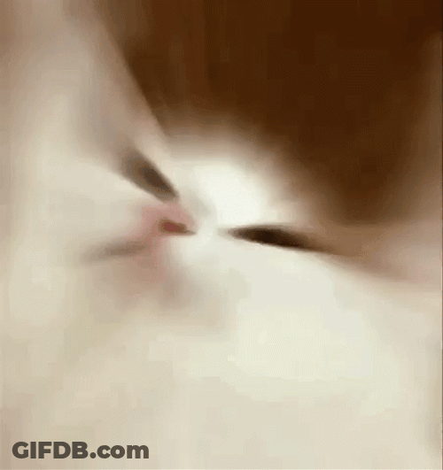 White Party Cat GIF