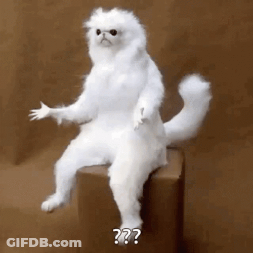 White Persian Cat Meme Where GIF