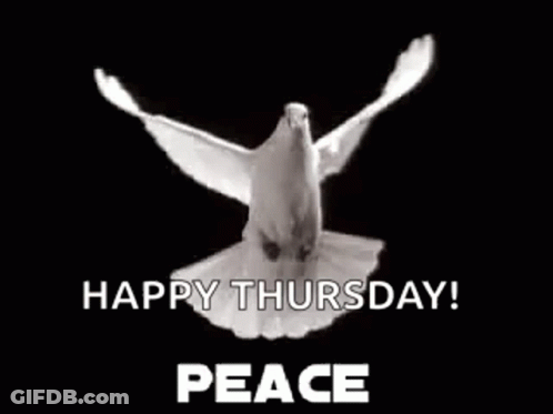 White Pigeon Flying Saying Happy Thursday Peace GIF