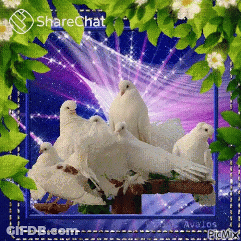 White Pigeons Sitting On Tree Branch GIF
