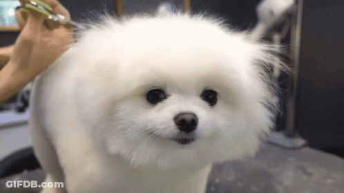 White Pomeranian Being Groomed GIF
