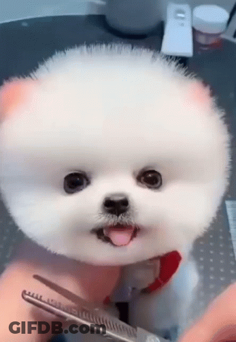 White Pomeranian Being Groomed GIF