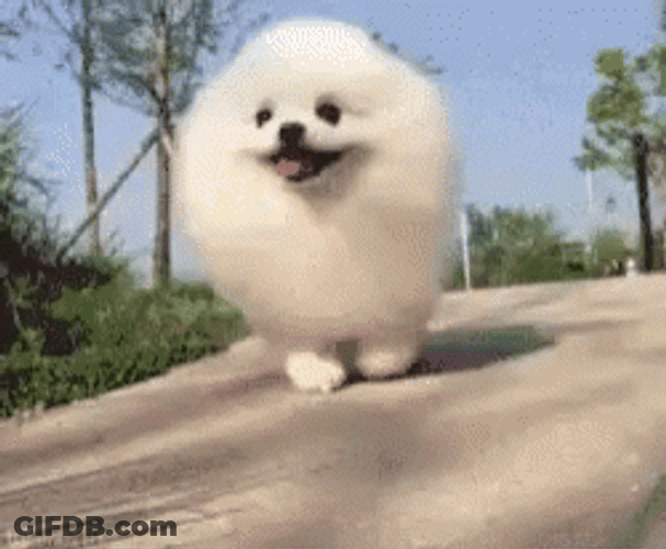White Pomeranian Dog Running GIF
