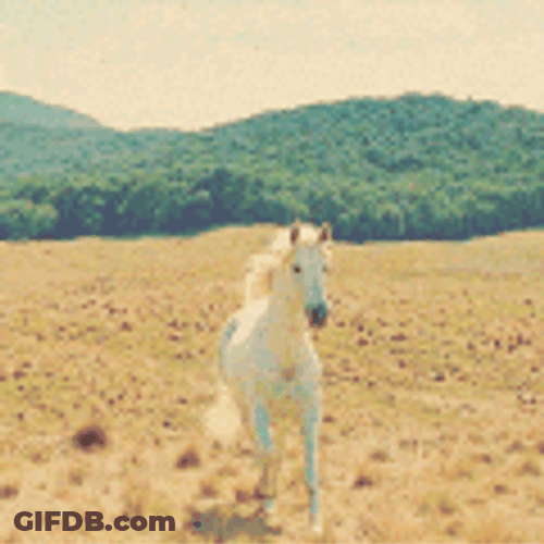 White Pommel Horse Running GIF