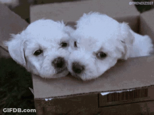 White Puppies Cardboard Box Trendizisst GIF