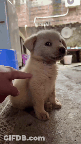 White Puppy Being Petted By Finger GIF