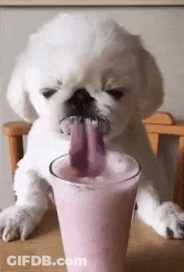 White Puppy Drinking Pink Milkshake Tongue Out GIF