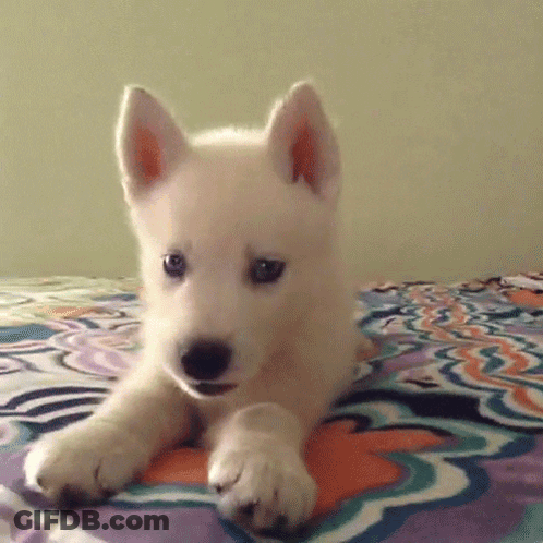White Puppy Laying On Colorful Blanket GIF