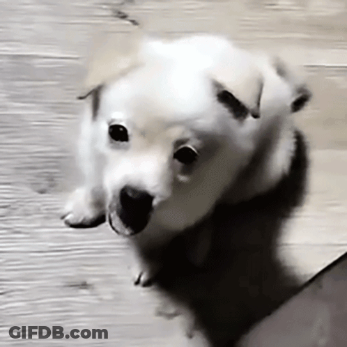 White Puppy Looking At Camera On Wooden Floor GIF