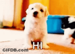 White Puppy Saying Hi GIF