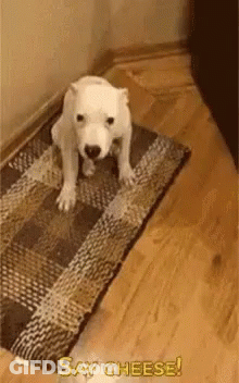 White Puppy Saying Say Cheese GIF