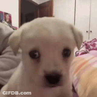 White Puppy Sitting On Bed GIF