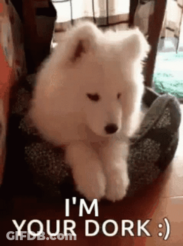White Puppy Sitting On Dog Bed Saying I'm Your Dork GIF
