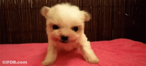 White Puppy Sitting On Pink Blanket GIF