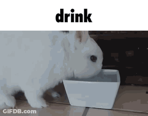 White Rabbit Drinking From White Bowl GIF