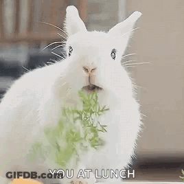 White Rabbit Eating Carrot GIF