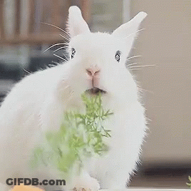 White Rabbit Eating Greens GIF