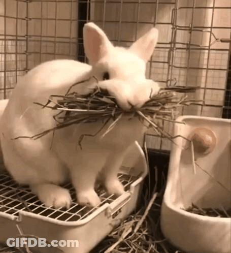 White Rabbit Eating Hay In Cage GIF