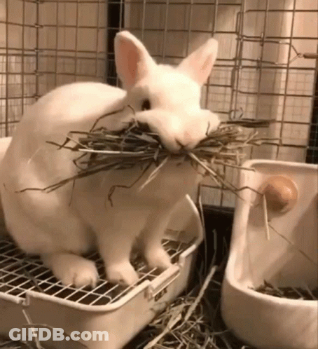 White Rabbit Eating Hay GIF