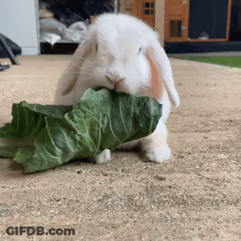 White Rabbit Eating Lettuce Leaf GIF