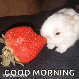 White Rabbit Eating Strawberry Good Morning GIF