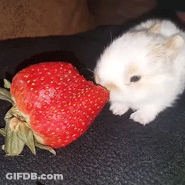White Rabbit Eating Strawberry GIF