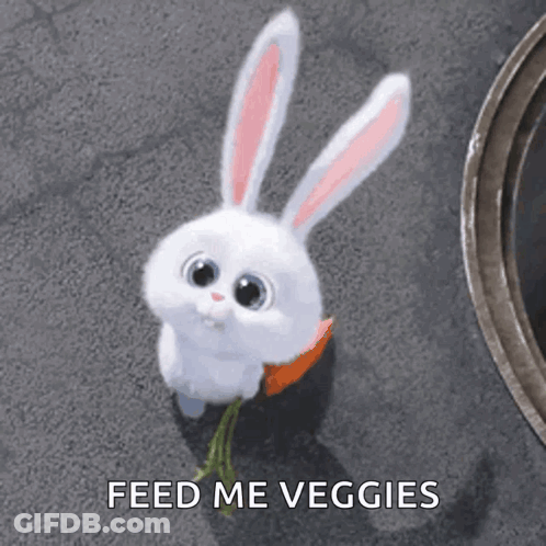 White Rabbit Holding Carrot Feed Me Veggies GIF