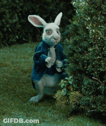 White Rabbit In Blue Jacket GIF