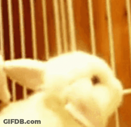 White Rabbit In Cage Looking At Camera GIF
