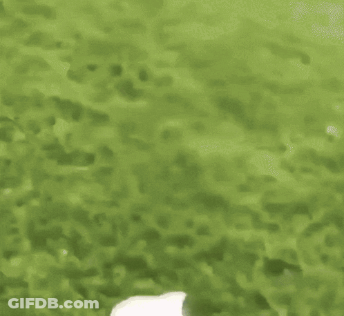 White Rabbit Jumping Over Chairs GIF
