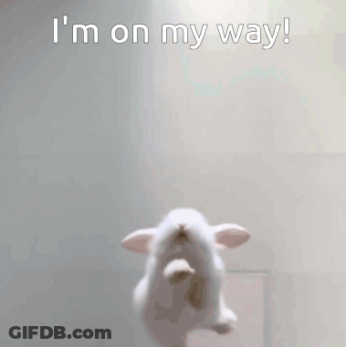 White Rabbit Jumping Saying I'm On My Way GIF