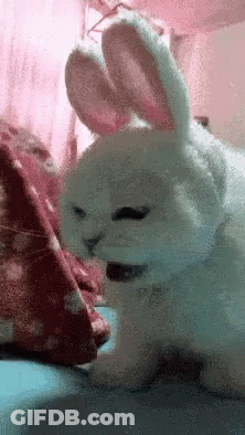 White Rabbit Laying On Bed With Pink Blanket GIF