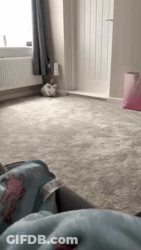 White Rabbit Laying On Floor GIF