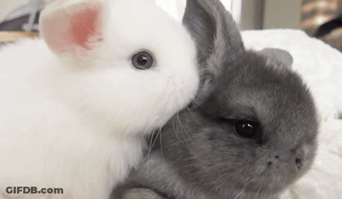 White Rabbit Lying On Gray Rabbit GIF