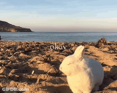 White Rabbit On Beach Saying Okay GIF