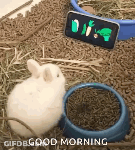 White Rabbit Sitting Beside Bowl And Phone Saying Good Morning GIF