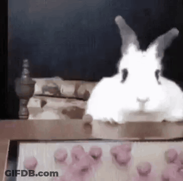 White Rabbit Sitting Beside Pink Cupcakes GIF