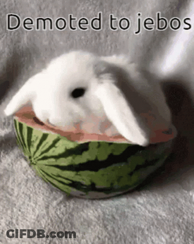 White Rabbit Sitting Inside Watermelon Slice GIF