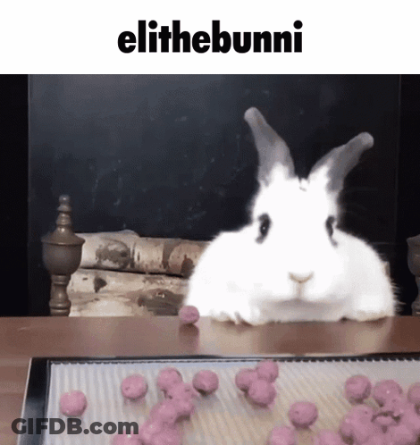 White Rabbit Sitting Near Pink Balls GIF