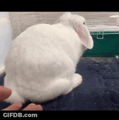 White Rabbit Sitting Next To Feet GIF