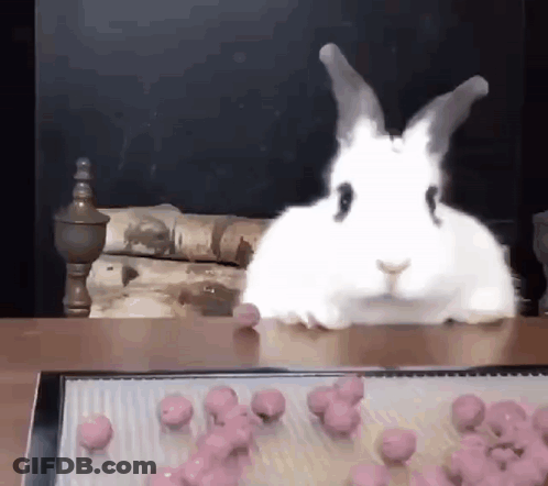 White Rabbit Sitting Next To Pink Balls GIF