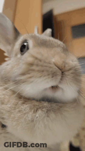 White Rabbit Sitting On Bed With Open Mouth GIF