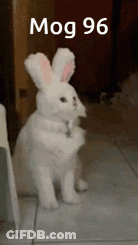 White Rabbit Standing On Hind Legs Mog 96 GIF