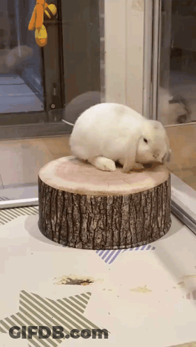 White Rabbit Standing On Wooden Block GIF