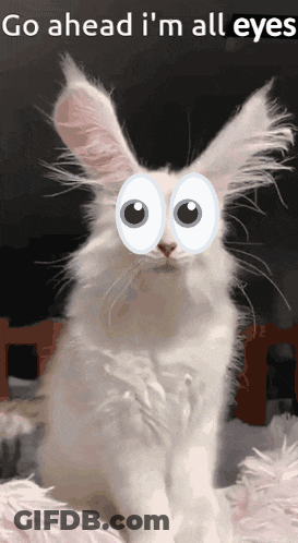 White Rabbit With Googly Eyes Saying Go Ahead I'm All Eyes GIF