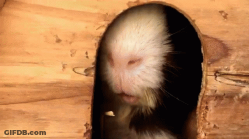 White Rat Looking Out Of Hole In Wall GIF