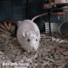 White Rat Standing On Wood Chips In Cage GIF