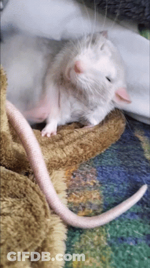 White Rat With A Long Tail Meme GIF